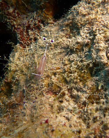 Album - macro et banc de poissons-egypte-2011