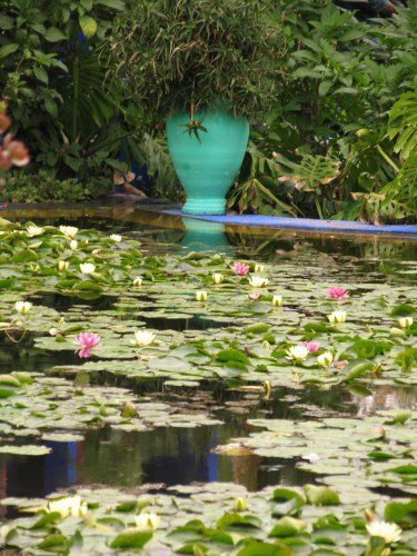 Le Jardin Majorelle et ses merveilleuses couleurs (même sous la pluie)