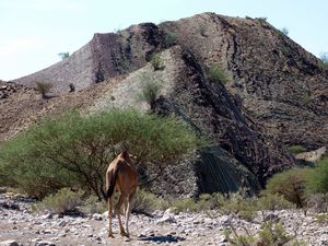 PAYSAGES DU SULTANAT D'OMAN