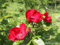 Les rosiers en Rh à Ros.