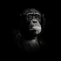 Monos En Conexion