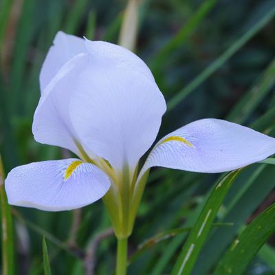 540 - Un Iris d'Alger à fleurs pâles - Iris unguicularis Théo