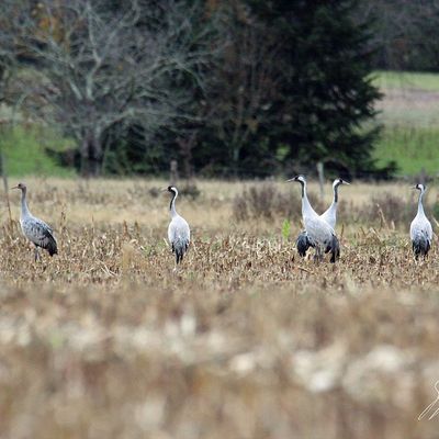 Les grues cendrées