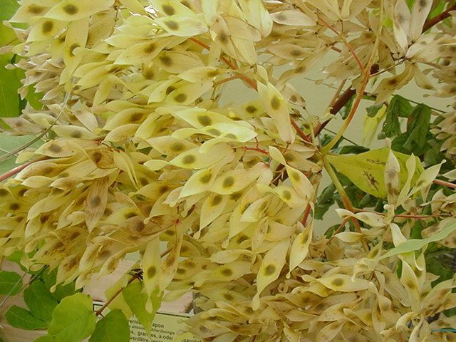 Photos personnelles libres de droits de plantes