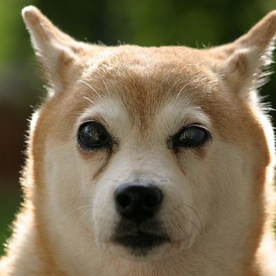 Ton chien a perdu la vue?