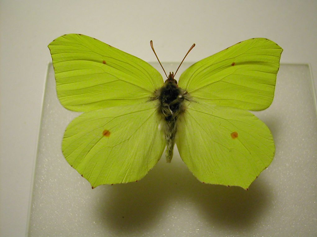 Quelques photos de papillons collectés à Eckbolsheim.