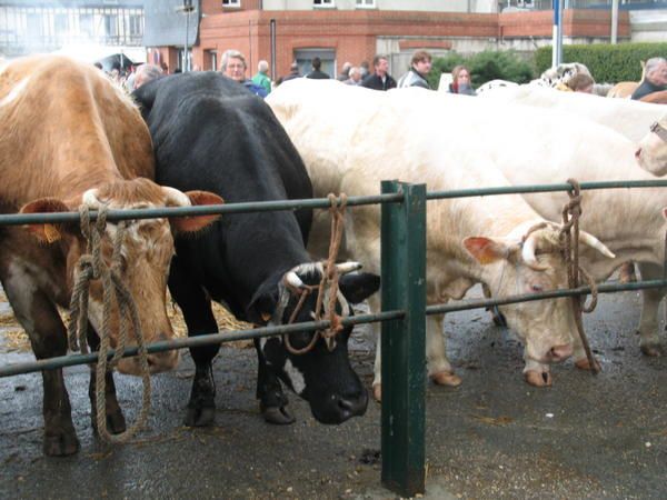 <p>Tous les vendredis avant les rameaux, a lieu à Auffay, un grand marché aux bestiaux : bovins, ovins, chevaux, lapins, colombidés, chèvres,... beaucoup d'exposants étaient présents, ainsi que les spectateurs.</p>
<p>Cependant à Auffay, nous