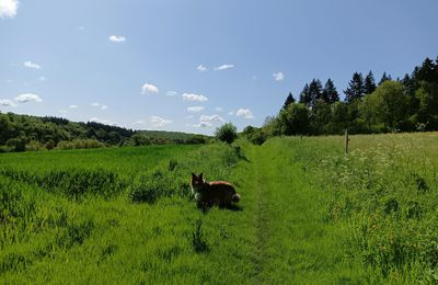 GR 210 - chasse marée entre Dieppe et Rouen