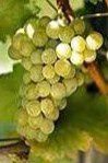 Où trouver les vins de cépages blancs en France ?