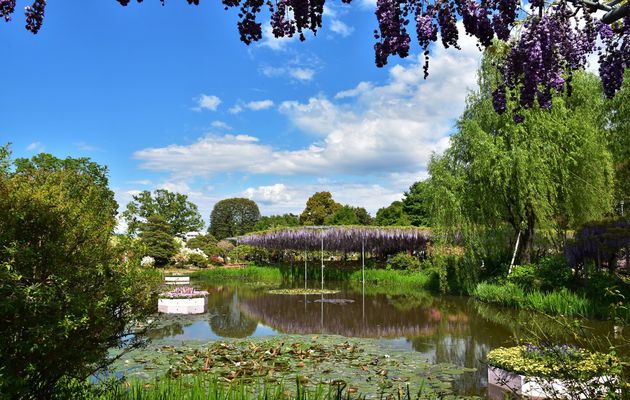 Wisteria Festival au parc Ashikaga !