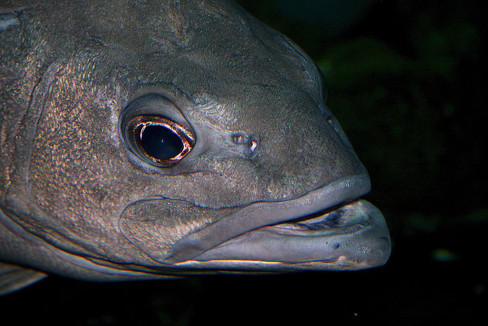 Visite de l'Océarium du Croisic Loire Atlantique