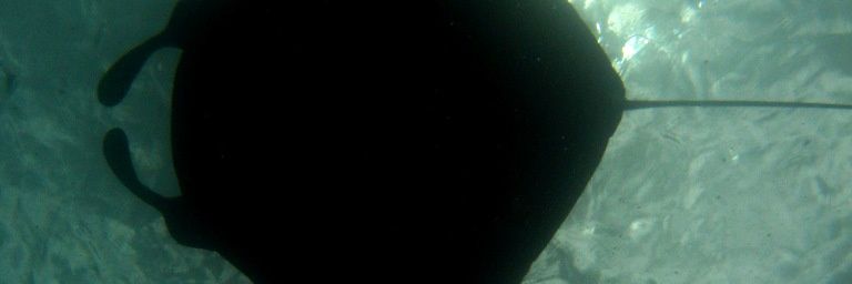 Raie Manta géante, diable de mer (Manta birostris) à Mayotte, océan Indien