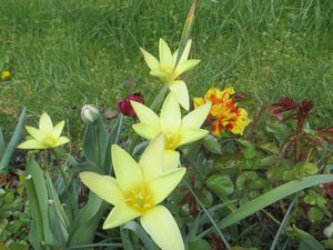 Les clusiana chrysantha (à gauche) et Lady Jane ( x2 à droite et au centre).