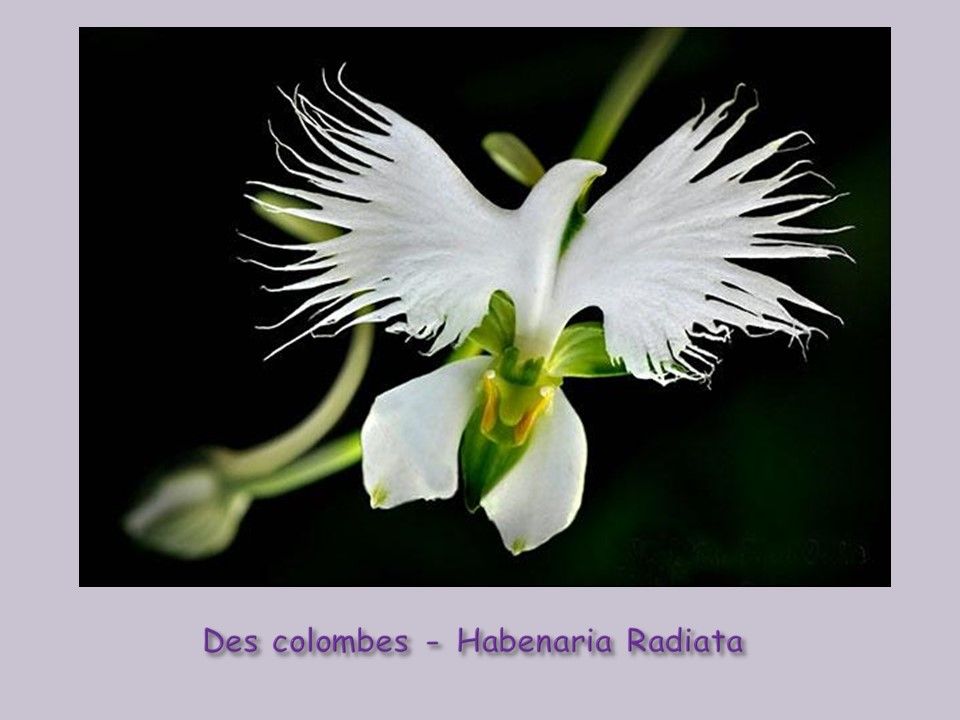 Divers - Fleurs exceptionnelles