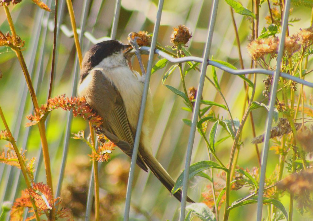 Album - Les différentes mésange en Lorraine