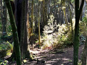 Mammifères : la menace fantôme !