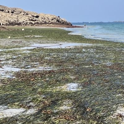 Sur les zostères de la plage du Port à Saint-Coulomb