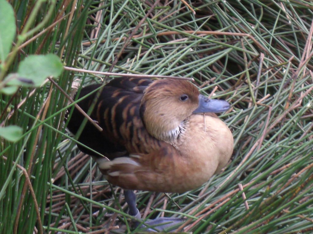 Album - Parc-ornithologique des Dombes