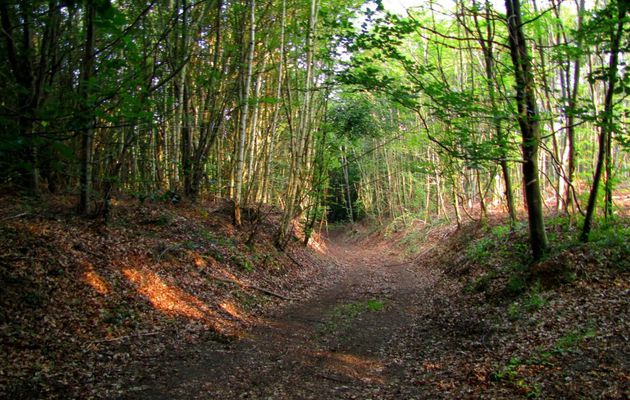 carrefour_Tournante sur la Héronnière (GR12)_Route de la Garenne du Roi