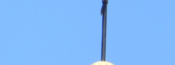 Girouette: coq de Zuidzande