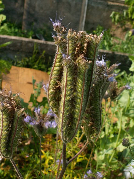 Album - Garten