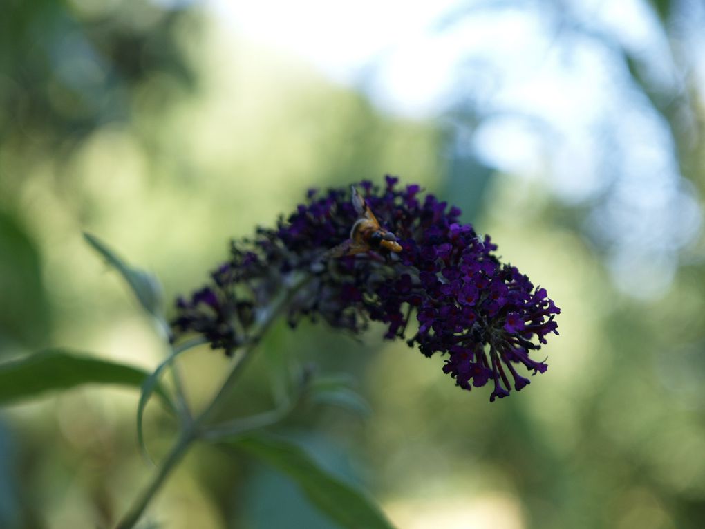 Album - Un ti' tour au jardin !