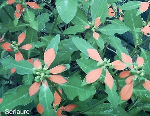 Tout un florilège de fleurs et de fruits de polynesie
Au fil des articles découvrez ou redécouvrez les merveilles que nous offre la nature
