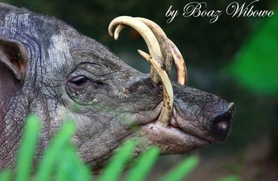 3.Le babiroussa.