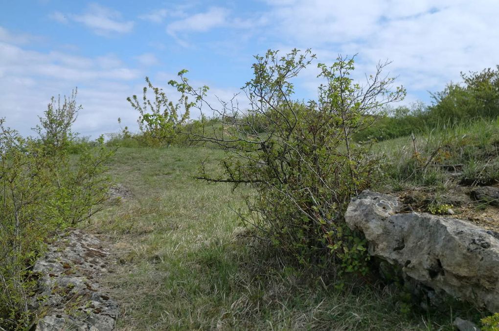 nous débouchons sur le superbe sentier sur le versant Ouest qui au milieu des pelouses sèches nous conduit sur le plateau sommital. 