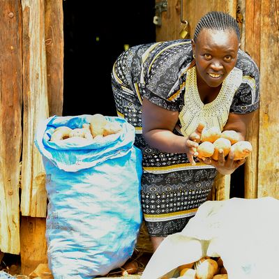L'UNICA, une pomme de terre qui n'a pas son égale....................