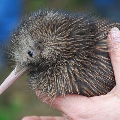 Le kiwi