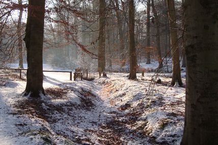 Balade Cercles des Naturalistes de Belgique : Présentons nos meilleurs voeux à la forêt ce 31 décembre  