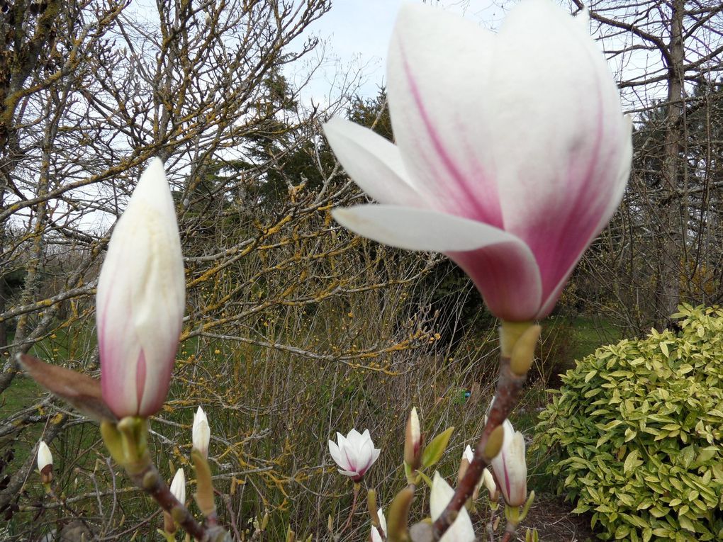 Album - Fleurs-et-etang-Mars-2011