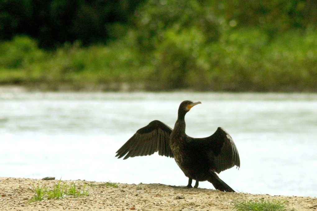 "En vrac", plusieurs centaines de photos sélectionnées des paysages de Loire, des vues des coteaux, des plaines et des bois de Latingy ; de photos des milieux, des végétaux, et des espèces animales qui peuvent être contactées sur ce territoire