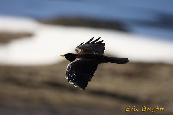 Album - chamois-de-printemps