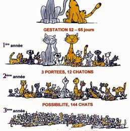 PROLIFERATION DES CHATS NON STERILISES