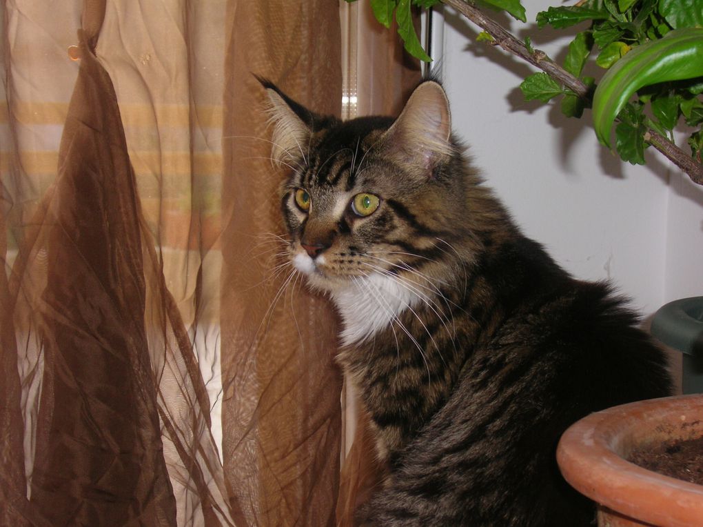 mon mâle maine coon, avec ses 3 CAC CAC il est champion !!!! 
2 best variété, un best in show !!! il est brown mackerel tabby et blanc, c'est un loulou très sympa et cool, un amours de chat.