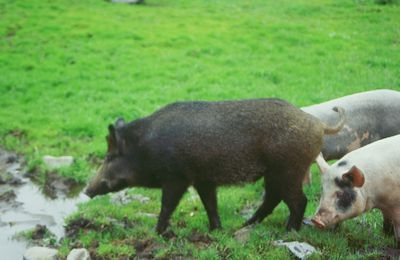 LE SANGLIER, le cochon sauvage cher à Obelix - Passion des chasseurs, terreurs des agriculteurs