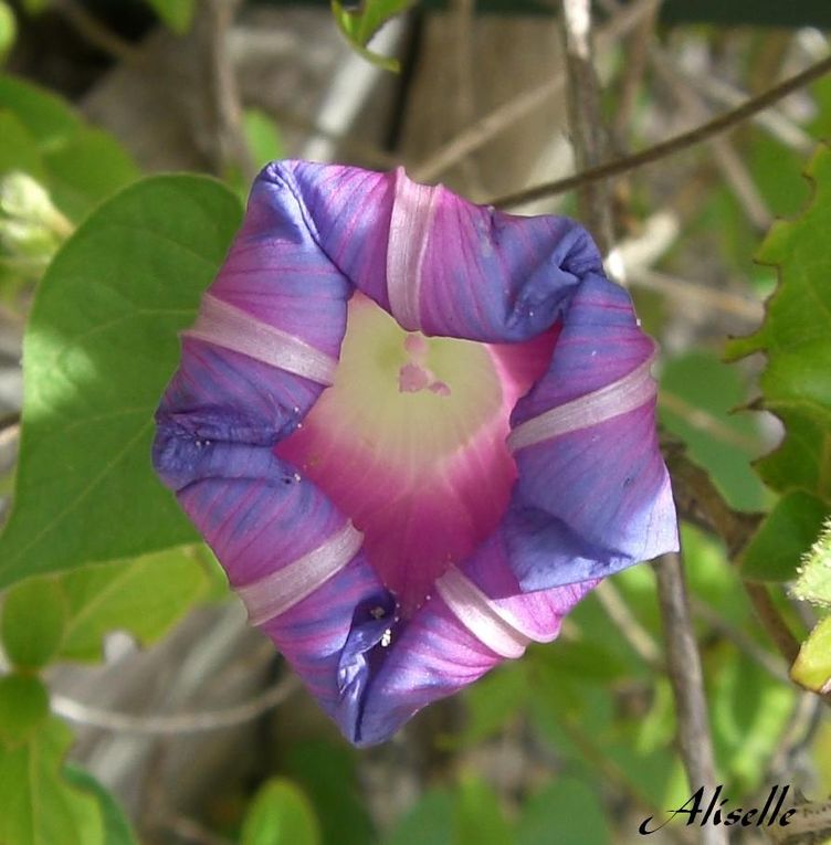 Album - Jardin-2