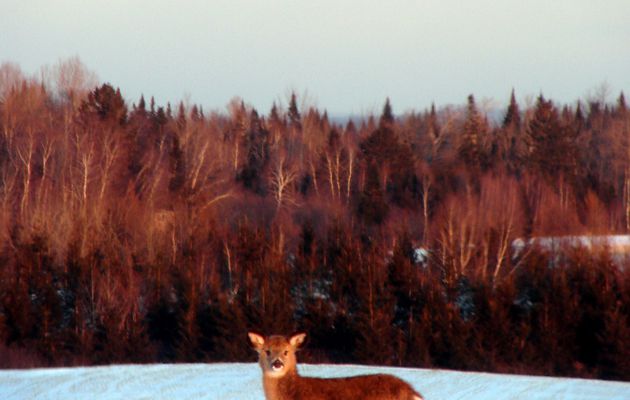 C'est l'hiver, sortons!