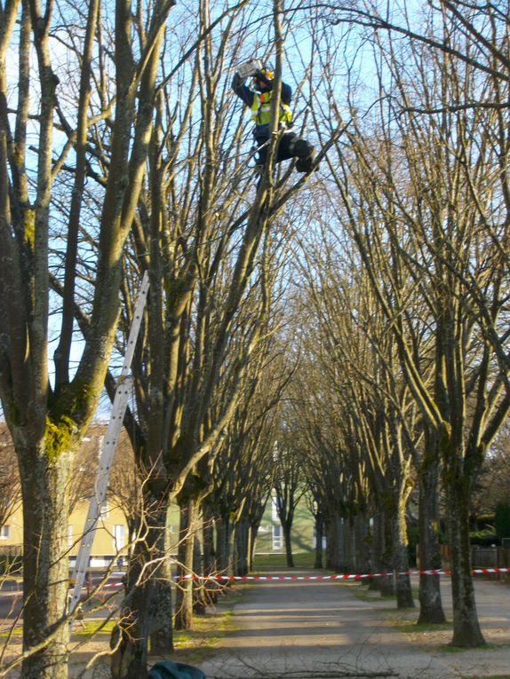 Dans le respect des arbres! Ne pas voir celà négativement, nous nous trouvons en milieu urbain. C'est une nécessité pour les préserver au mieux...