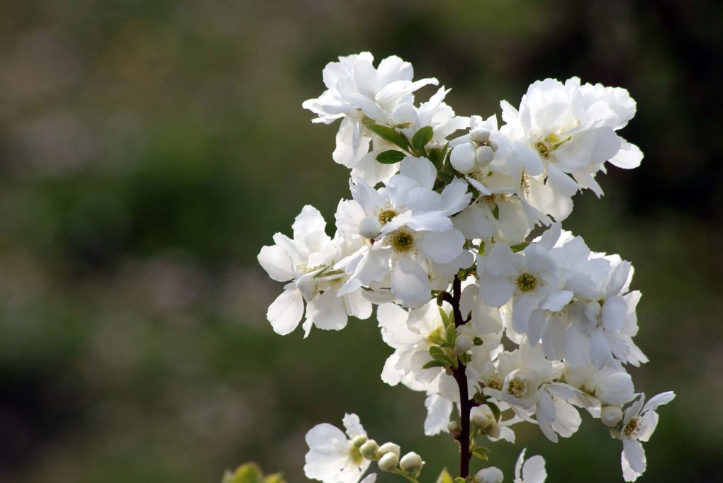 Fleurs et plantes diverses