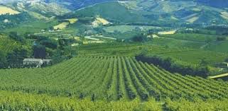 #Brunello Wine Producers Illinois Vineyards