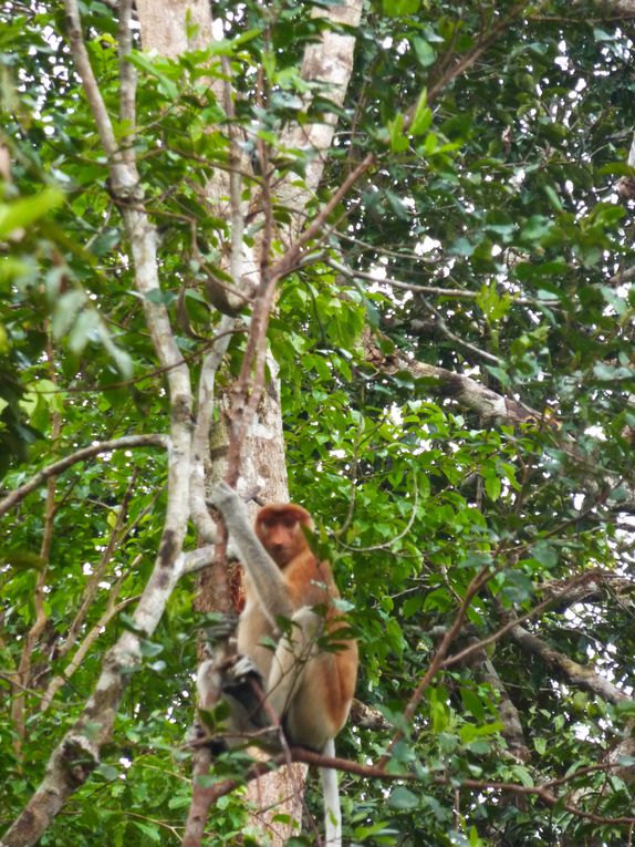 Kalimantan, le Borneo indonesien.
Rencontre avec les orang utan. 
'Orang' = homme. 'Orang utan' = vieil homme de la foret.