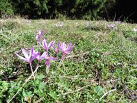 Une descente délicate et, plus loin, une prairie avec des crocus. On arrive au roc de Tormery.