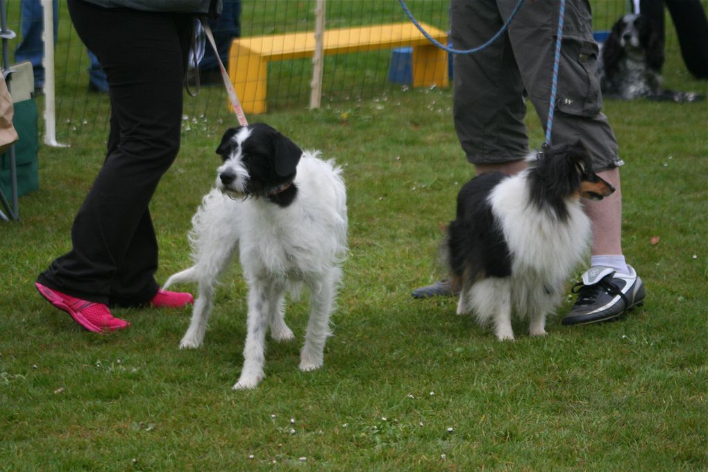 Album - Concours-Agility-La-Martyre-2012--1--partie