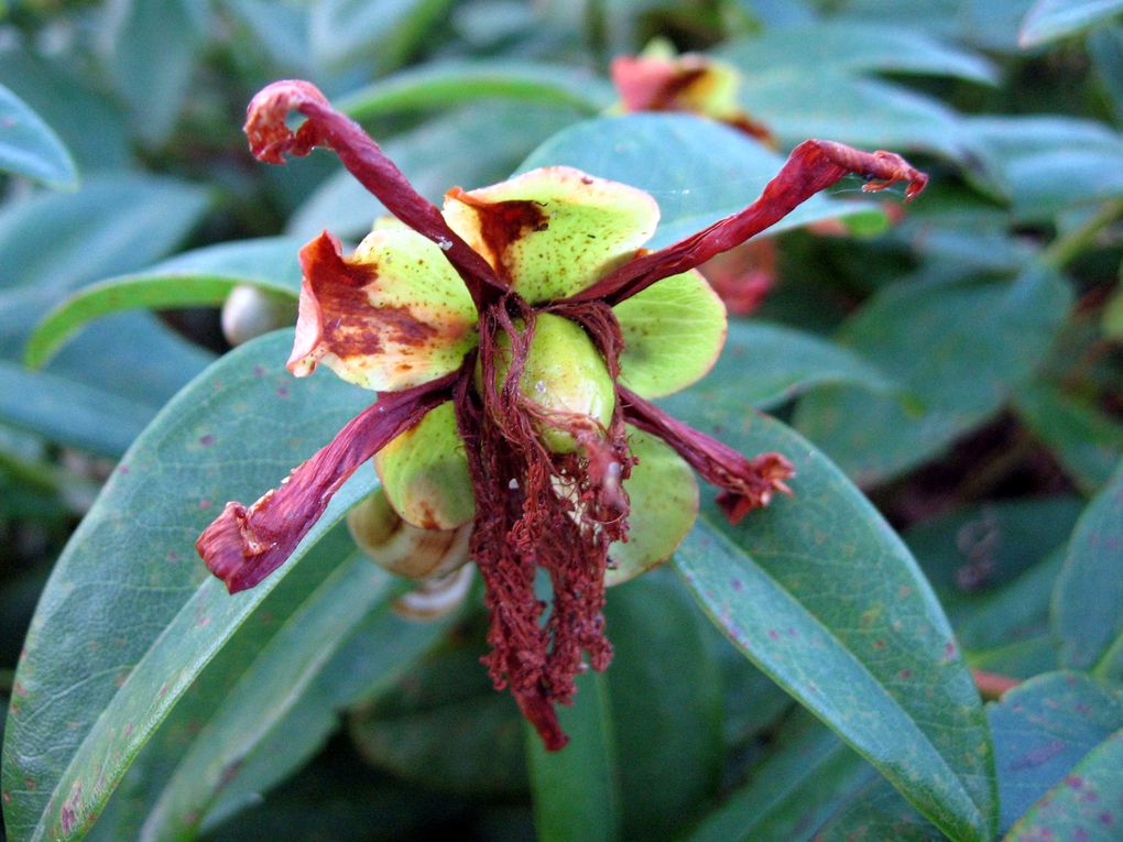 Photos diverses de fleurs et plantes de mon jardin, pour la plupart... en toutes saisons.