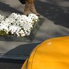 "Yellow cab". New-York