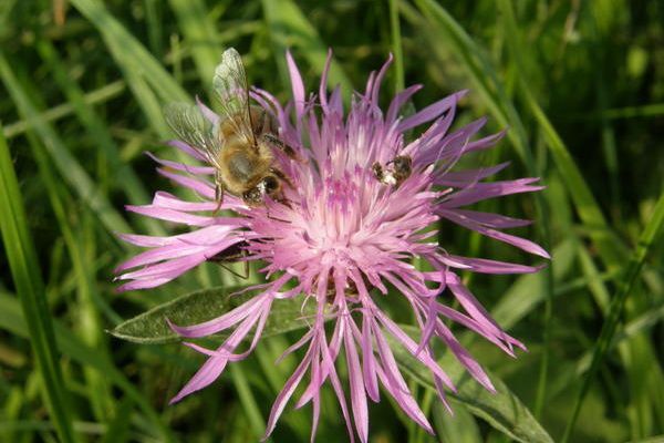 Abeilles Vs autres insectes : polémique ?