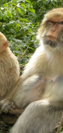 La forêt des singes à Rocamadour : "Dis M'man !"
